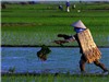 Thương lắm áo tơi ra đồng